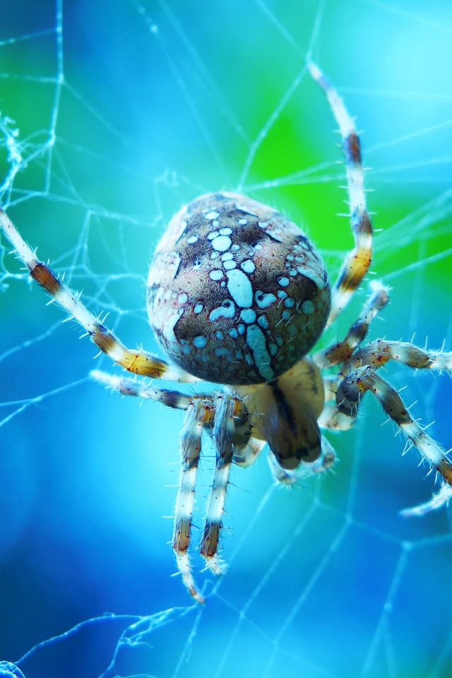 Большой паук на паутине крупным планом