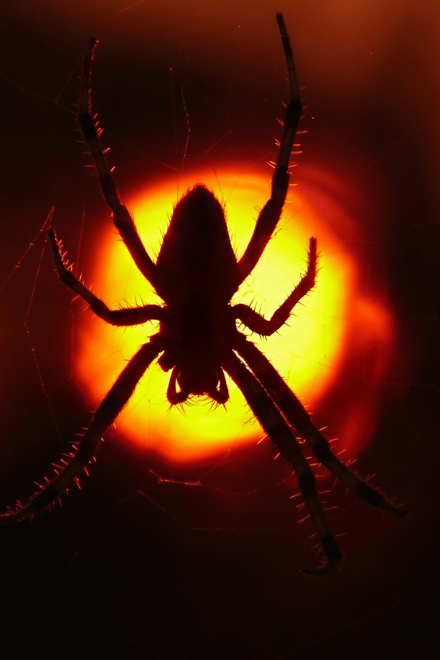 Большой паук на паутине на закате солнца 