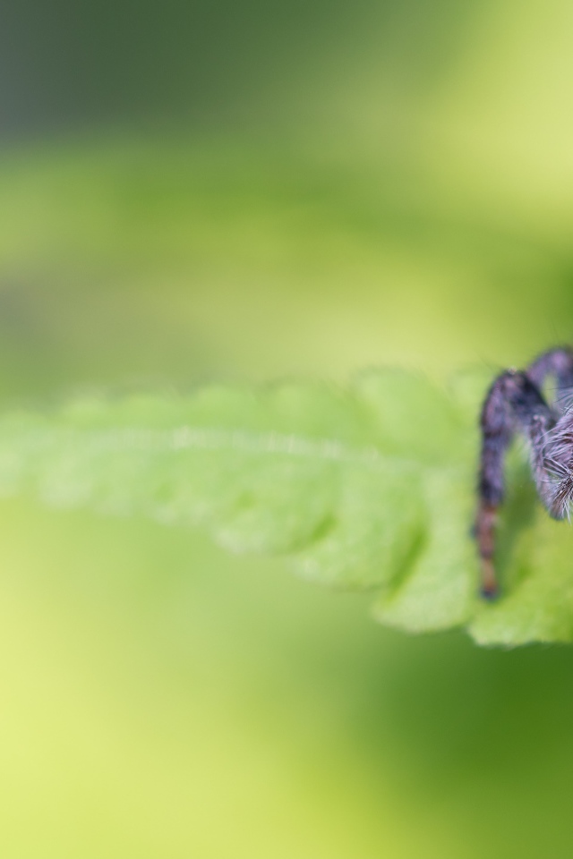 Большой паук сидит на зеленом листе