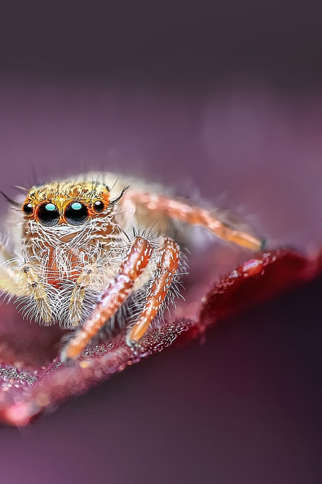 Большой паук с черными глазами охотится на листе