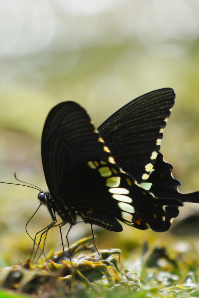 Черная бабочка сидит на траве 