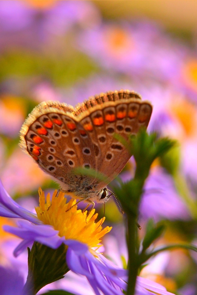 Коричневая бабочка на розовых цветах сентябринки 