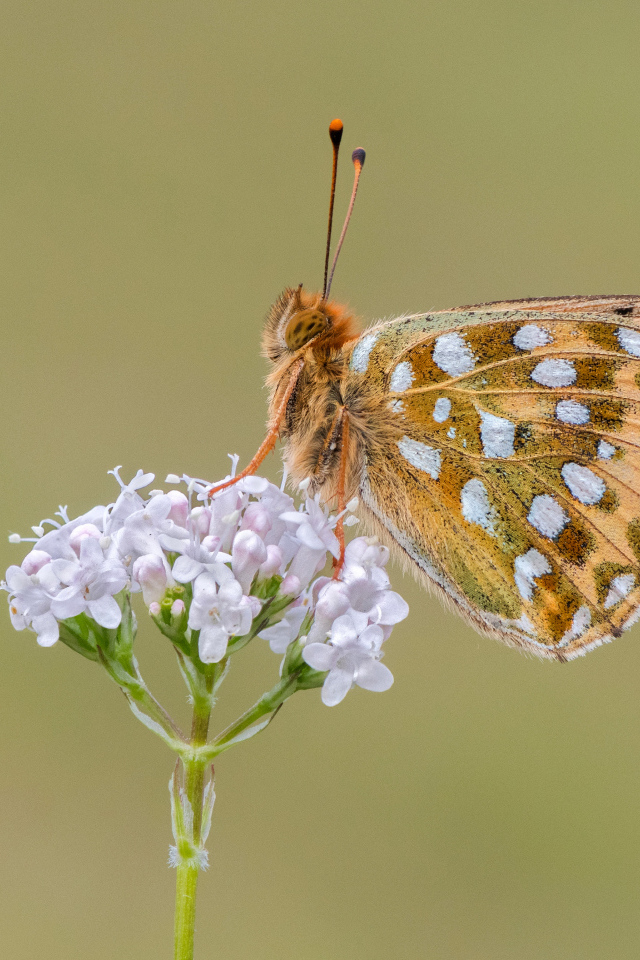 Коричневая бабочка сидит на цветке на коричневом фоне 