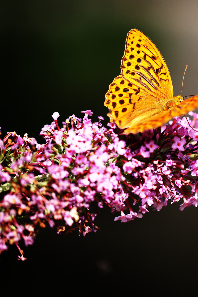 Коричневая бабочка сидит на розовом цветке