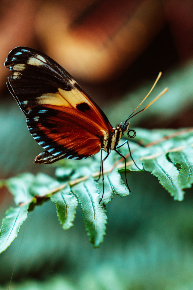 Бабочка сидит на зеленом листе папоротника 