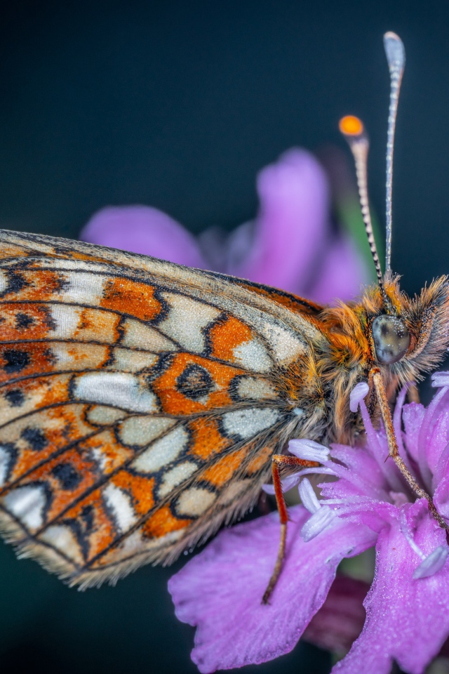 Бабочка сидит на розовом цветке флоксы