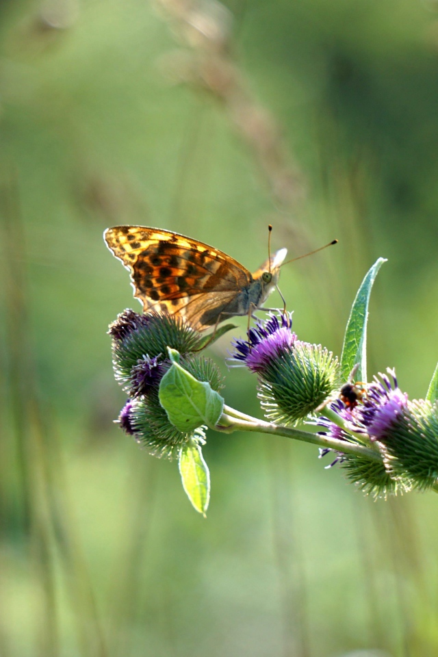 Бабочка сидит на ветке репейника