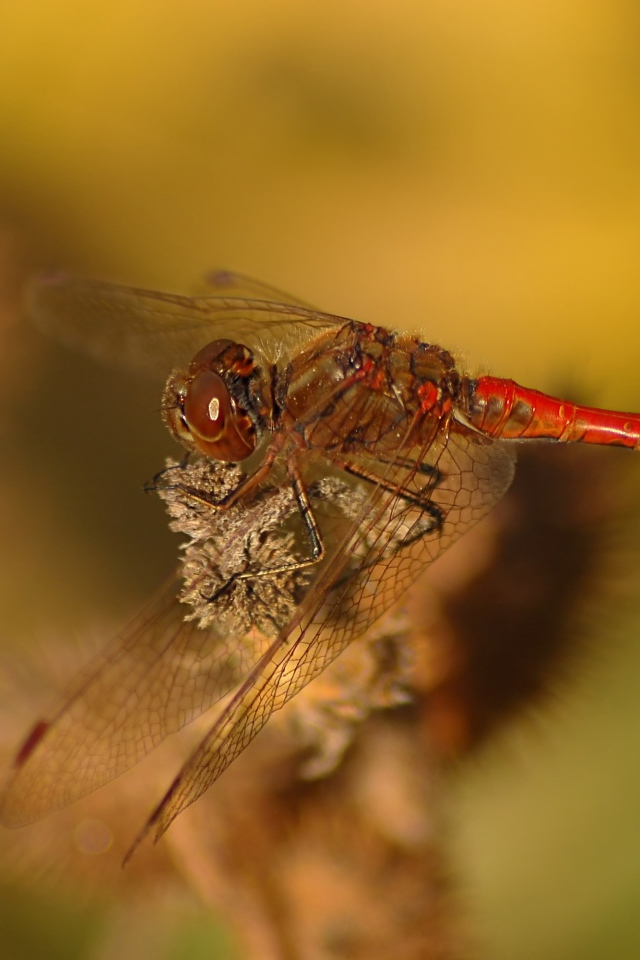 Стрекоза крупным планом сидит на ветке 