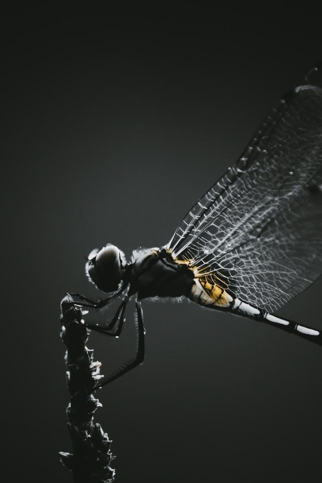 Стрекоза сидит на ветке на черном фоне 