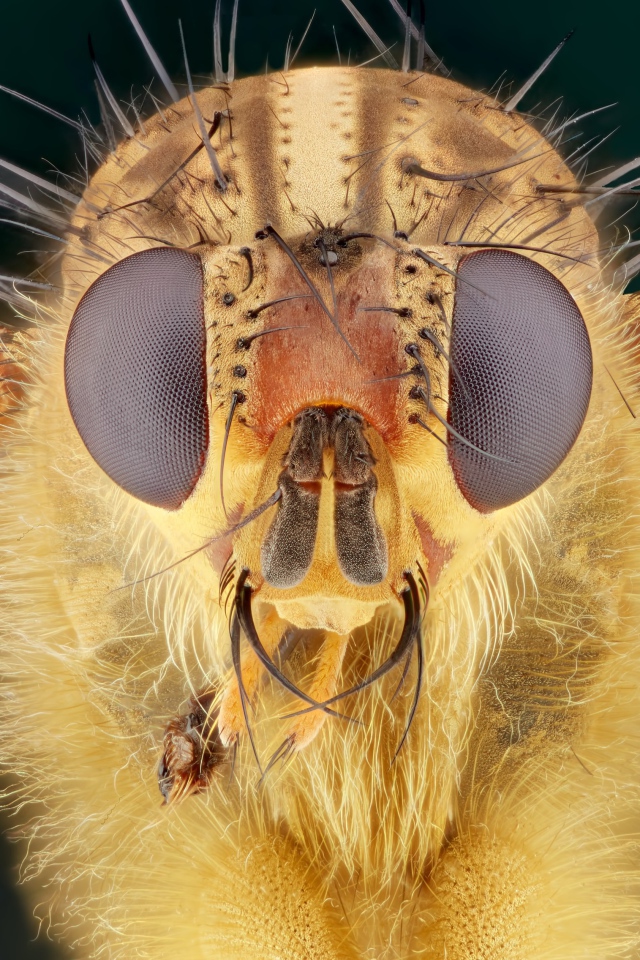 Голова мухи макросъемка 