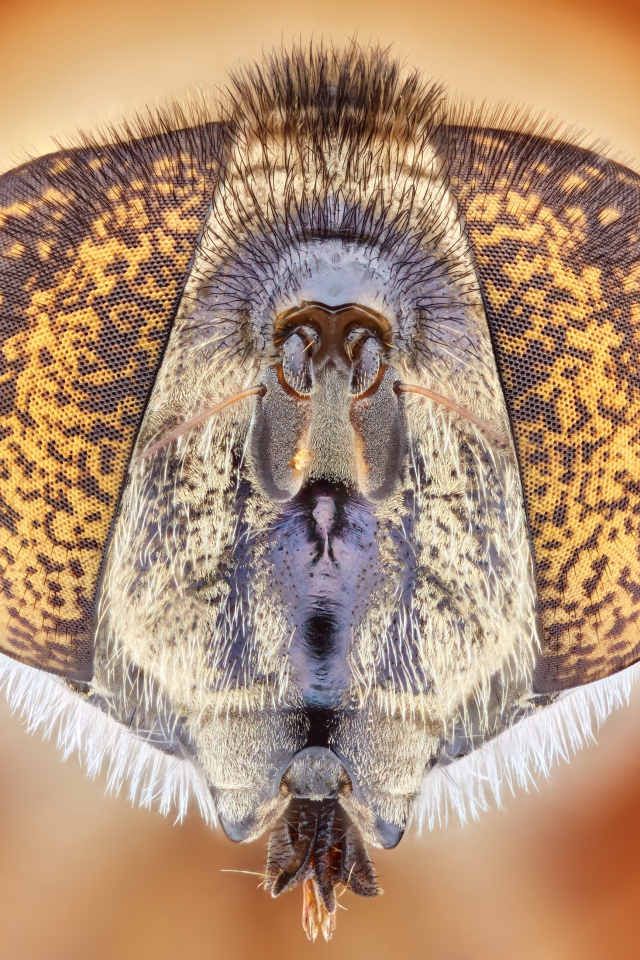 Муха под микроскопом 