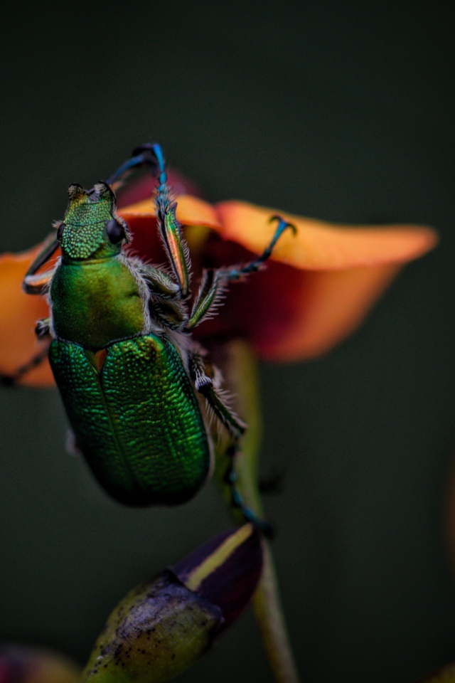 Зеленый жук сидит на цветке