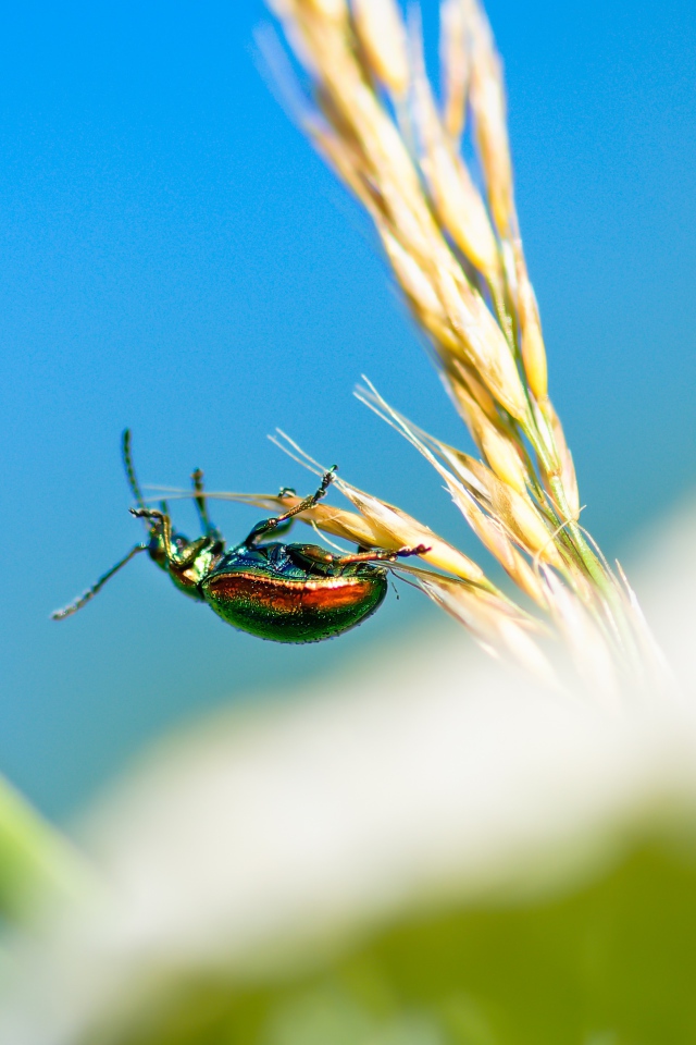 Зеленый жук бронзовка на траве 