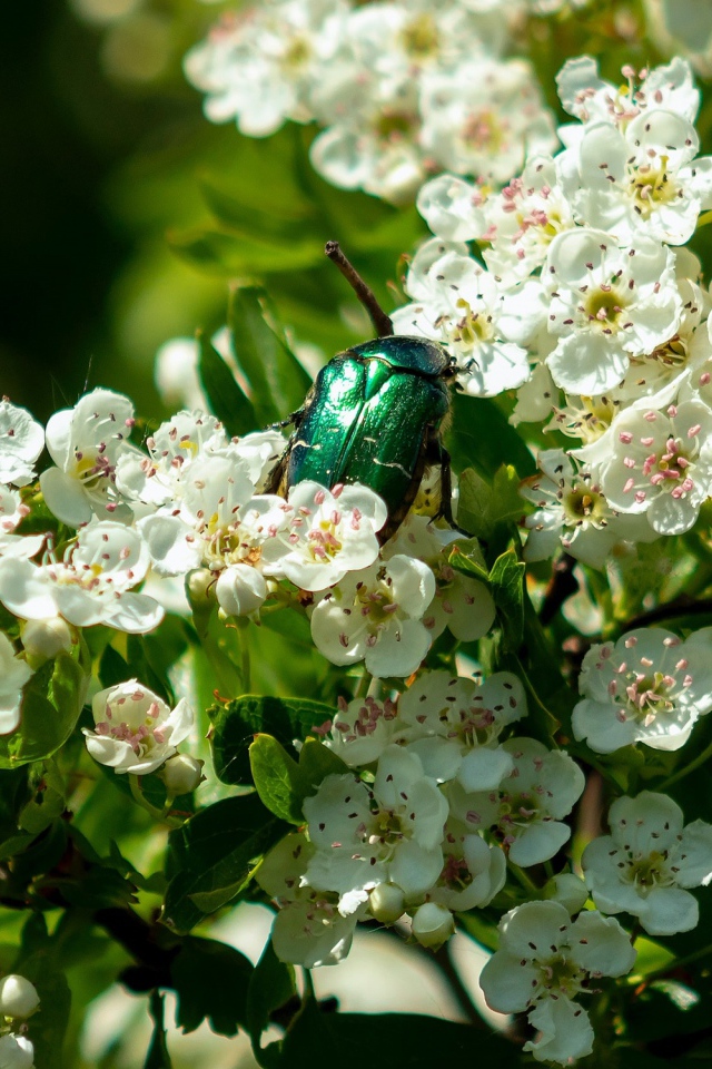 Зеленый жук бронзовка в белых цветах груши весной