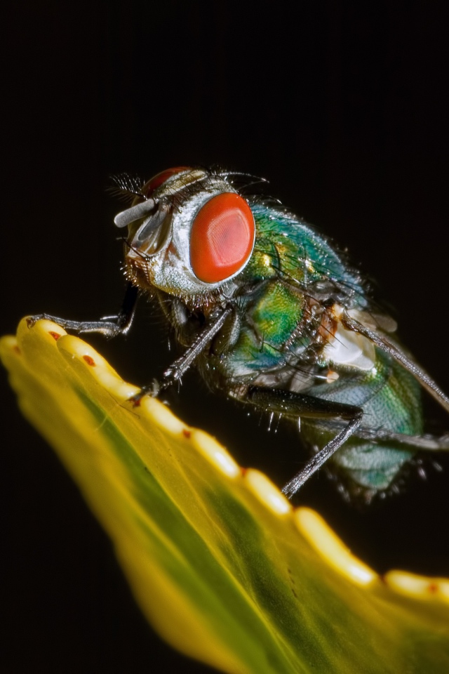 Зеленая муха на черном фоне крупным планом