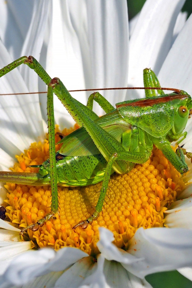 Зеленый кузнечик сидит на белом цветке 