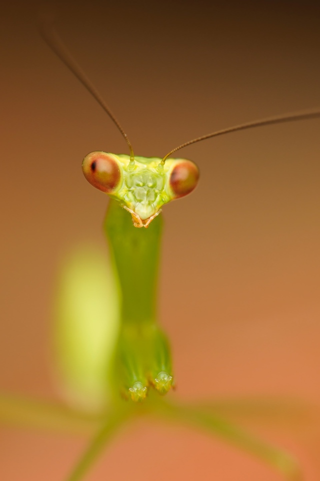 Зеленый богомол на коричневом фоне крупным планом