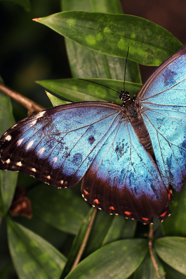 Большая голубая бабочка сидит на зеленом листе 