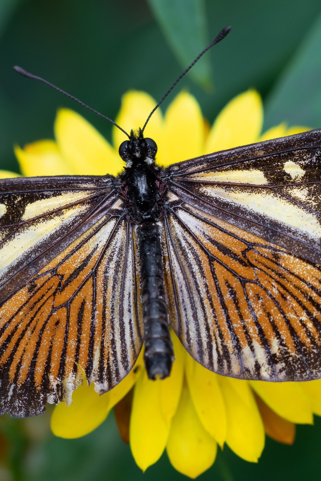 Большая коричневая бабочка на желтом цветке крупным планом