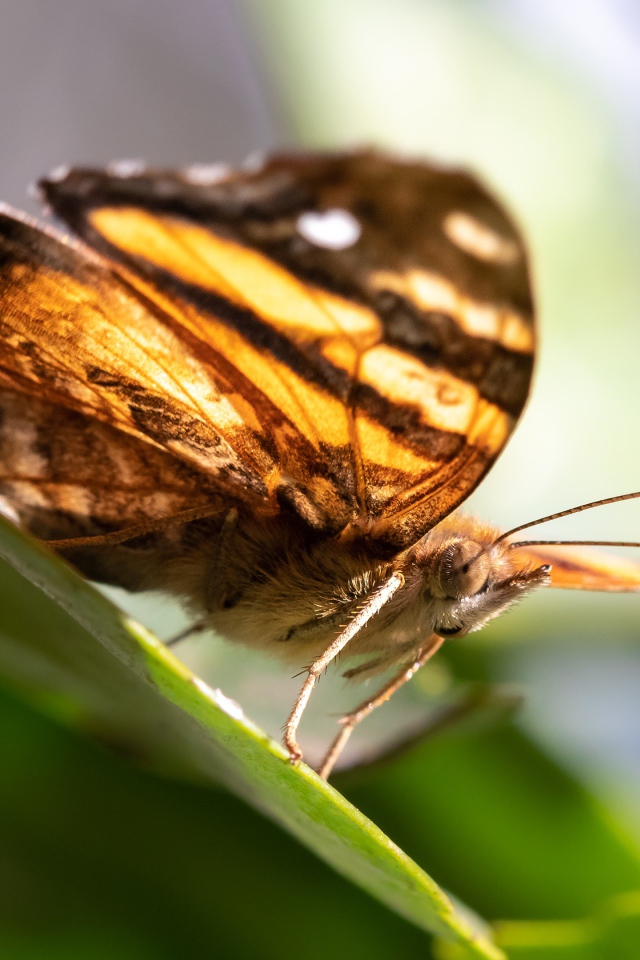 Большая коричневая бабочка сидит на зеленом листе