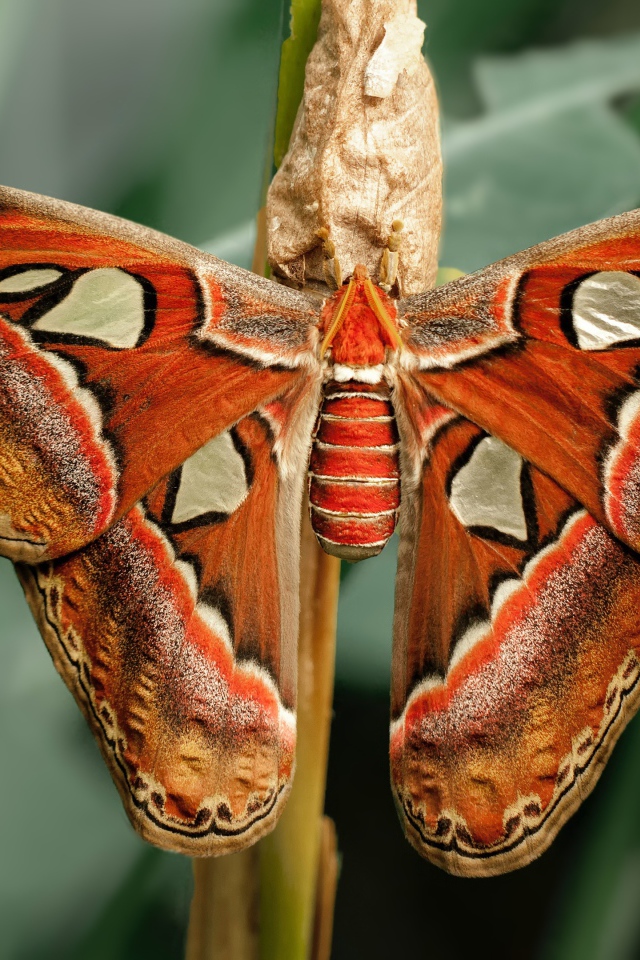 Большая бабочка с коконом на ветке 