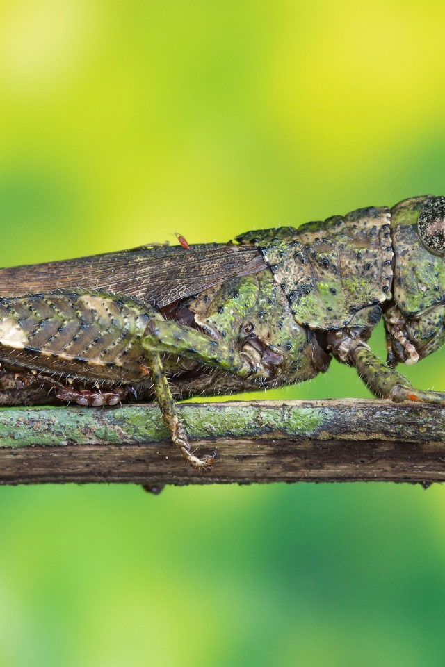 Большая саранча сидит на ветке 