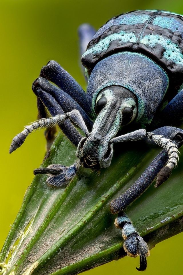 Большой жук долгоносик на зеленом листе 