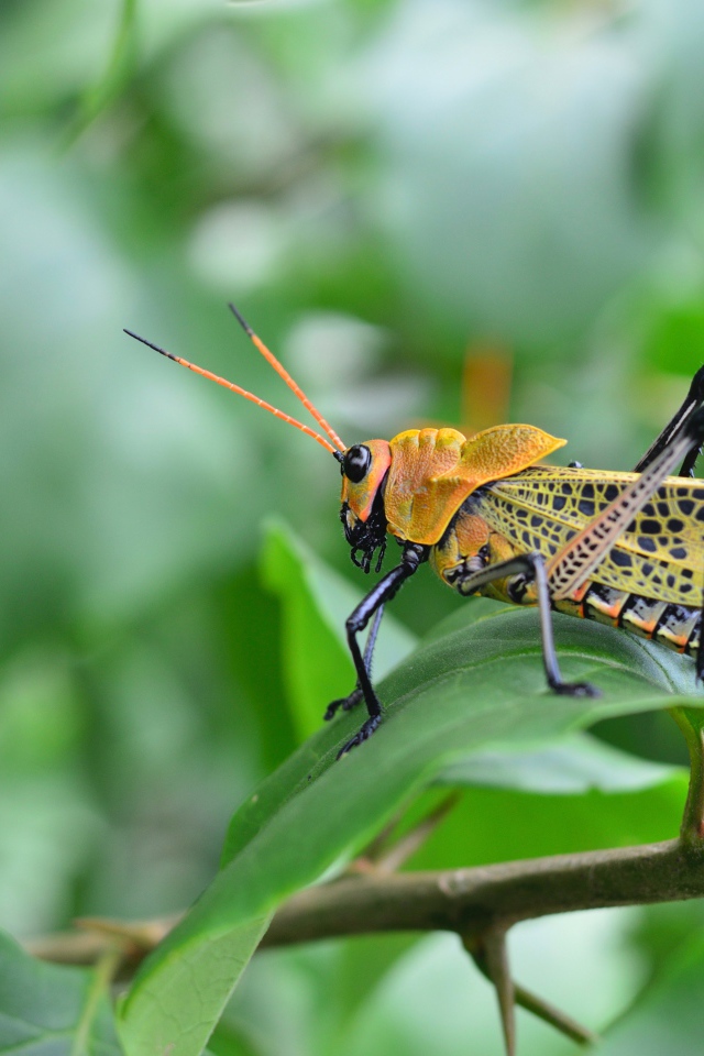 Большой желтый кузнечик сидит на зеленой ветке 
