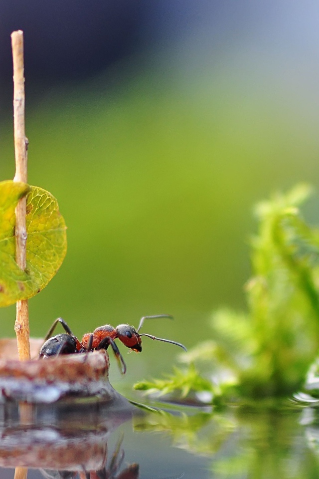 Маленький муравей плывет на плоту по воде