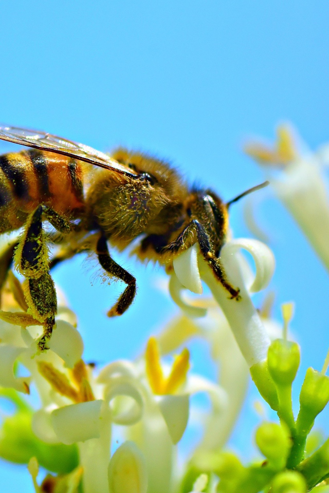 Маленькая пчела собирает нектар с белого цветка