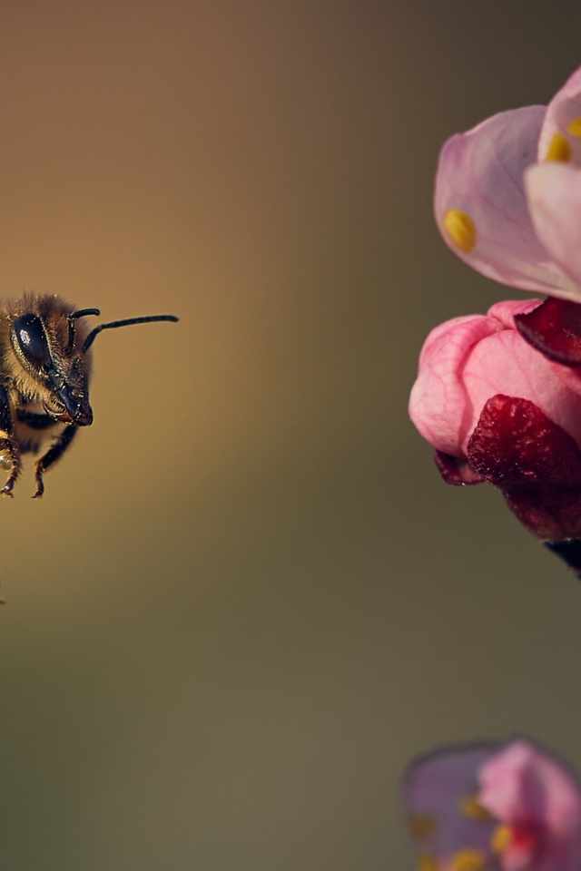 Маленькая пчела летит на розовый цветок 