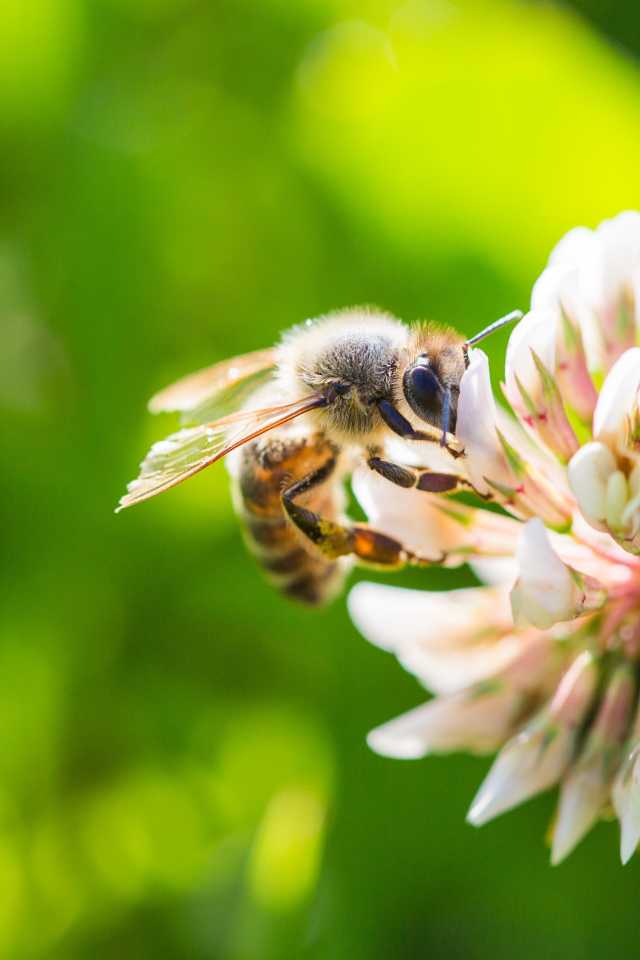 Маленькая пчела сидит на белом цветке клевера 