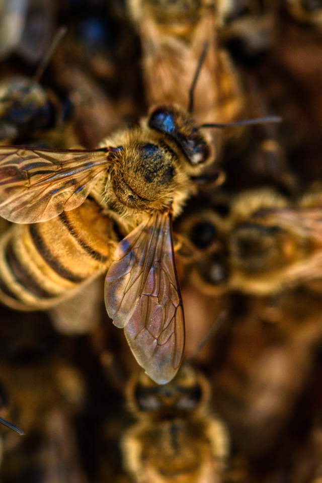 Маленькие пчелы медоносы крупным планом 