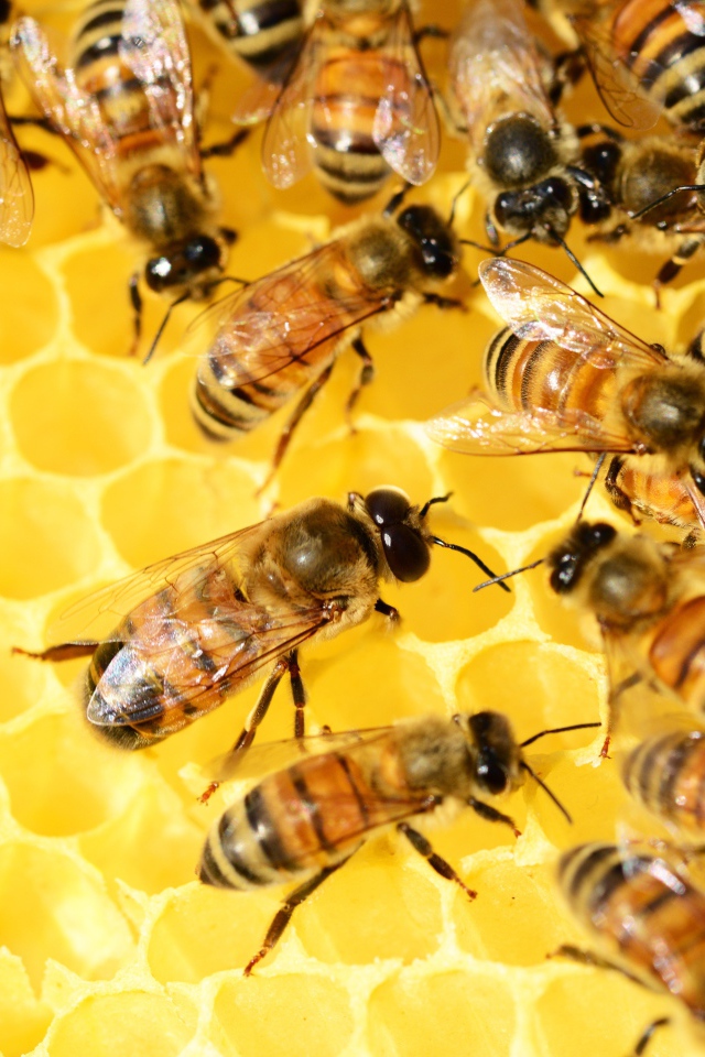 Маленькие пчелы на медовых сотах 
