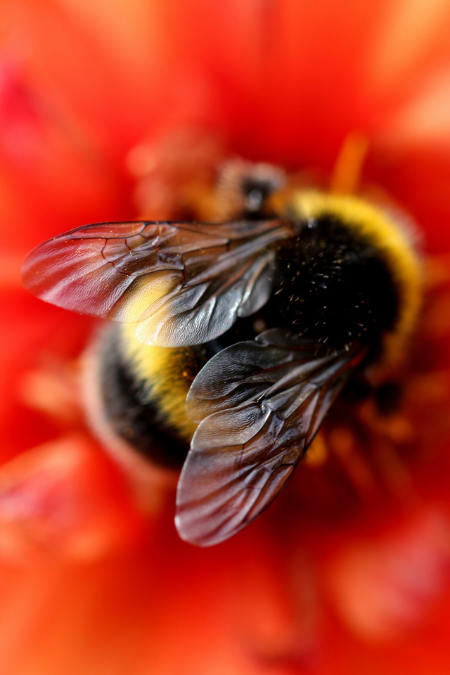 Маленький шмель на оранжевом цветке крупным планом