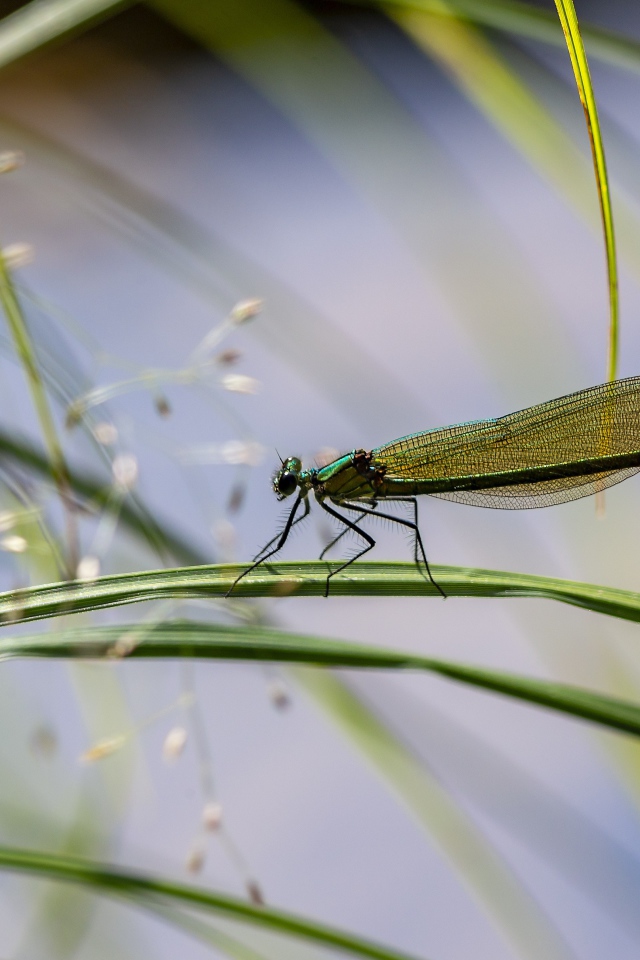 Маленькая зеленая стрекоза сидит на траве