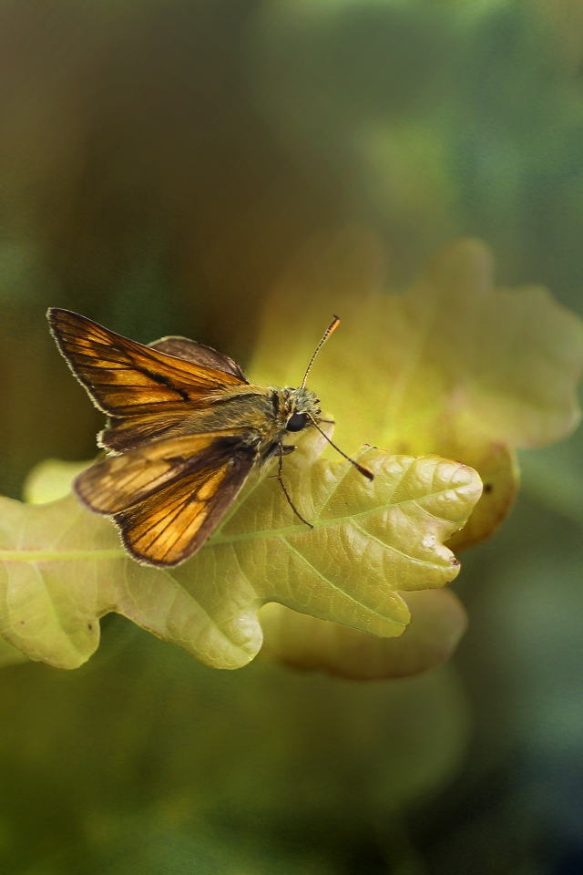Моль сидит на зеленом листе дуба