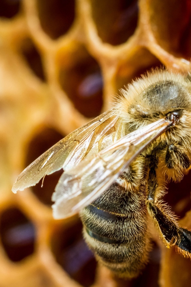 Маленькая пчела в сотах крупным планом