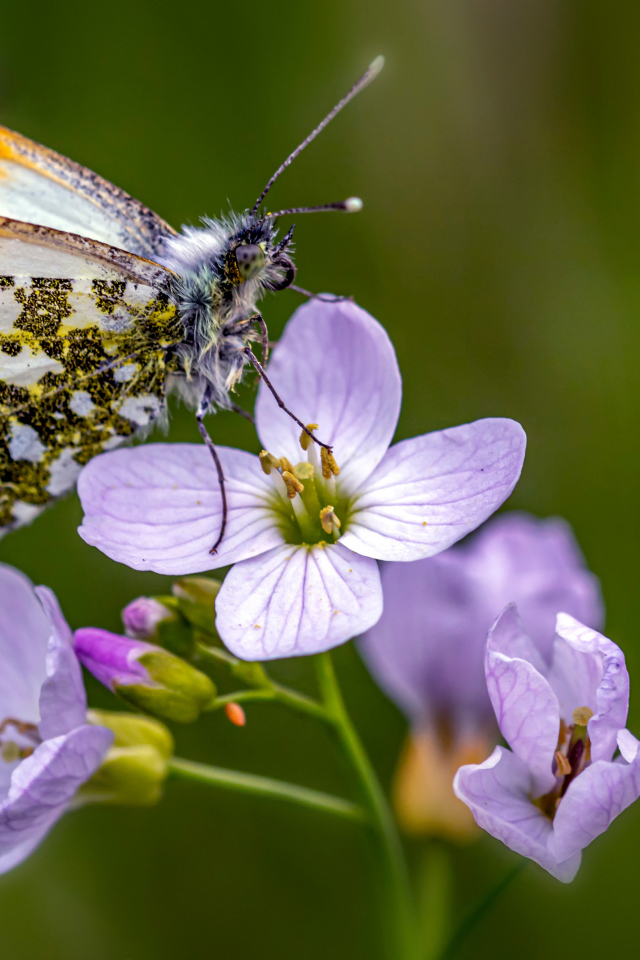 Маленькая бабочка сидит на розовом цветке 