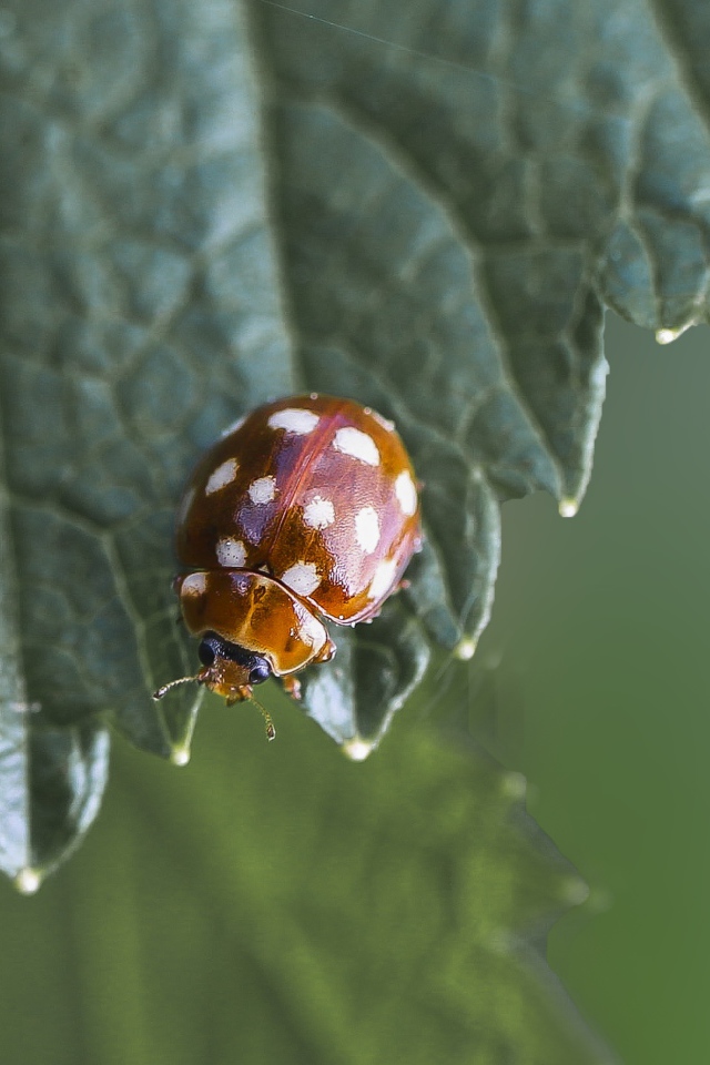 Маленькая божья коровка на зеленом листе  крупным планом