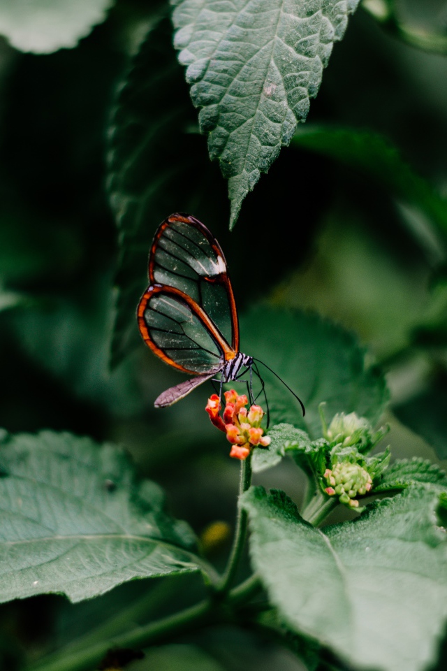 Маленькая прозрачная бабочка сидит на цветке в зеленых листьях 