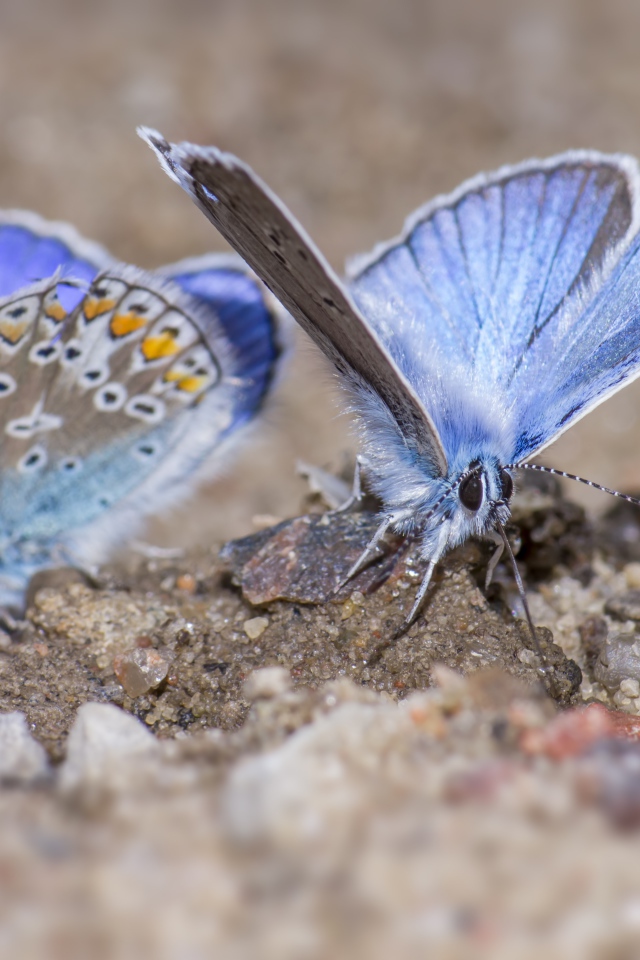 Две голубые бабочки сидят на песке 