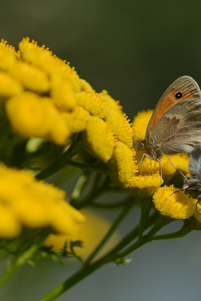Две бабочки на желтых цветах пижмы