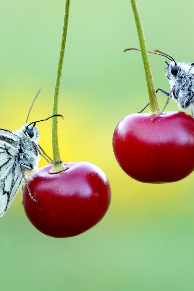 Две бабочки сидят на красных вишнях