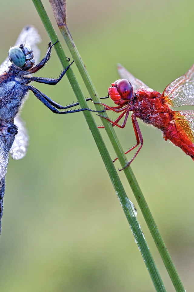 Две стрекозы сидит на зеленой траве