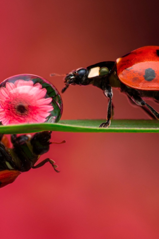 Две божьих коровки на зеленом листе с каплей росы