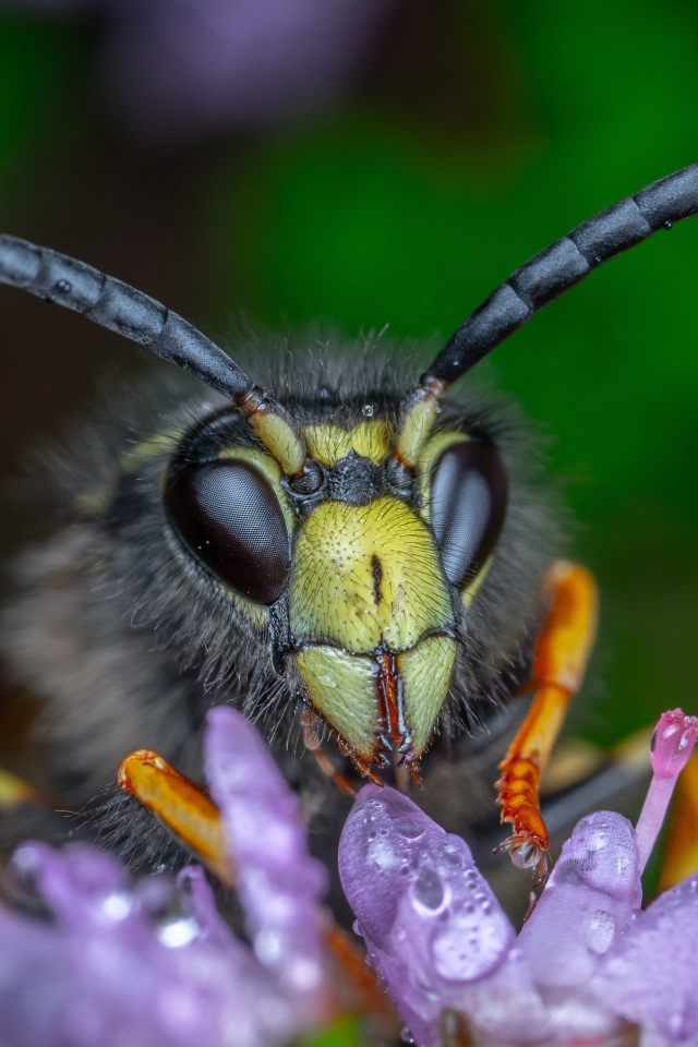 Голова осы на цветке крупным планом