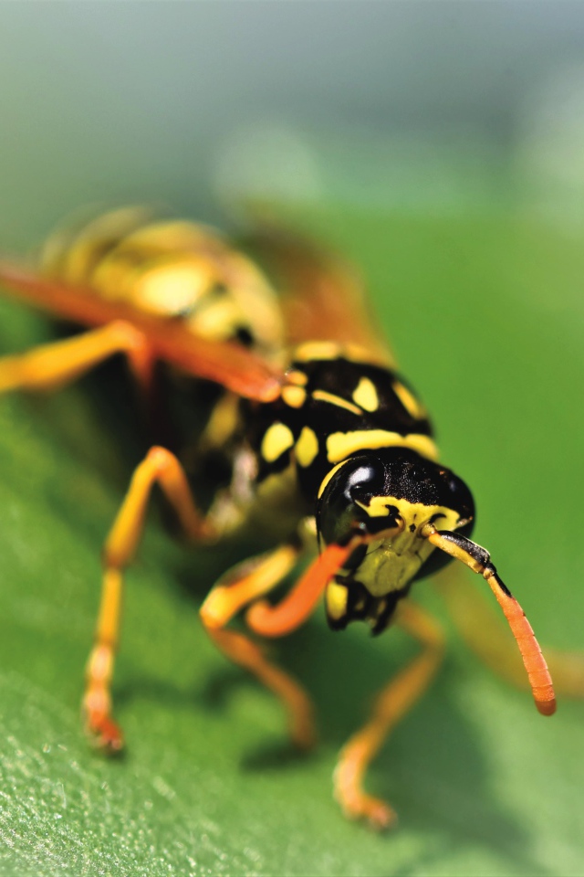 Оса сидит на зеленом листке крупным планом