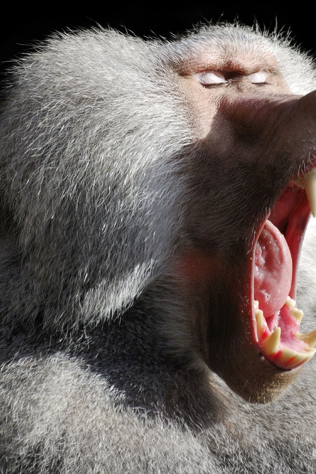 Большой павиан зевает на черном фоне