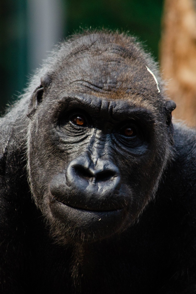 Большая черная горилла в зоопарке